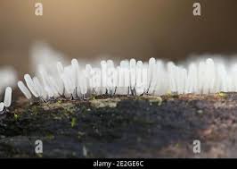 Attēlu rezultāti vaicājumam “Stemonitopsis typhina macro”