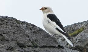 Attēlu rezultāti vaicājumam “Plectrophenax nivalis adult”