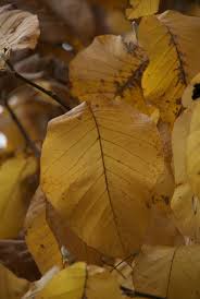 Attēlu rezultāti vaicājumam “Magnolia acuminata leaf”