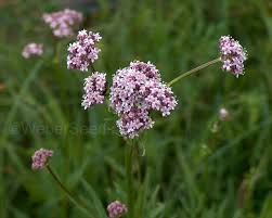 Attēlu rezultāti vaicājumam “Valerianaceae”