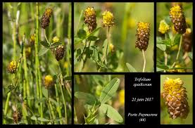 Attēlu rezultāti vaicājumam “Trifolium spadiceum flower”