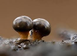 Attēlu rezultāti vaicājumam “Lamproderma gulielmae stalked”