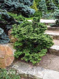 Attēlu rezultāti vaicājumam “Tsuga canadensis”