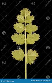 Attēlu rezultāti vaicājumam “Pimpinella saxifraga leaf”