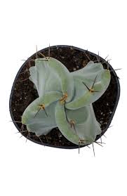 Attēlu rezultāti vaicājumam “Hemerobius perelegans”