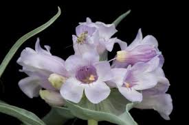 Attēlu rezultāti vaicājumam “Adelphocoris lineolatus imago”