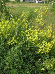 Attēlu rezultāti vaicājumam “Sisymbrium volgense flower”