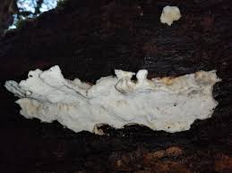 Attēlu rezultāti vaicājumam “Antrodia macra”