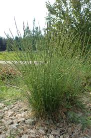 Attēlu rezultāti vaicājumam “Festuca ovina”