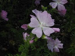 Image result for Malva moschata
