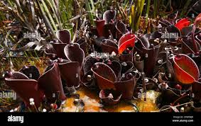 Attēlu rezultāti vaicājumam “Comatricha pulchella stalked”