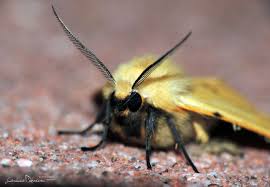 Attēlu rezultāti vaicājumam “Spilosoma lutea larva”