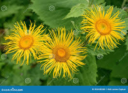 Attēlu rezultāti vaicājumam “Telekia speciosa leaf”