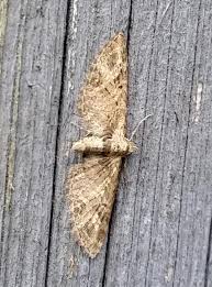 Attēlu rezultāti vaicājumam “Eupithecia exiguata”