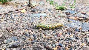 Attēlu rezultāti vaicājumam “Phalera bucephala larva”