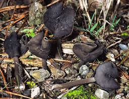 Attēlu rezultāti vaicājumam “Helvella atra”