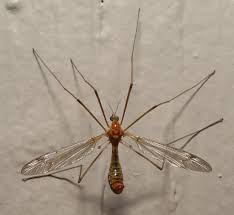 Attēlu rezultāti vaicājumam “Tipulidae male”