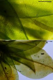 Attēlu rezultāti vaicājumam “Syntrichia papillosa”