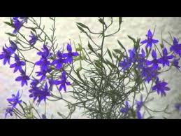 Attēlu rezultāti vaicājumam “Consolida regalis leaf”