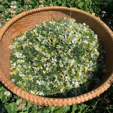 Image result for Matricaria recutita (chamomilla)