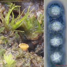 Attēlu rezultāti vaicājumam “Lamprospora tortulae-ruralis”