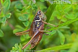 Attēlu rezultāti vaicājumam “Metrioptera roeselii”