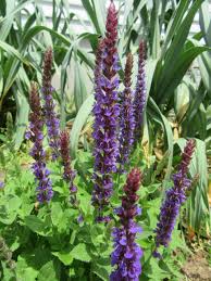 Attēlu rezultāti vaicājumam “Salvia nemorosa leaf”