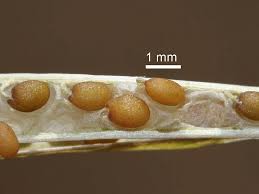 Attēlu rezultāti vaicājumam “Diplotaxis tenuifolia bud”