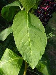 Attēlu rezultāti vaicājumam “Phytolacca acinosa leaf”