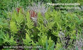 Attēlu rezultāti vaicājumam “Phegopteris connectilis”