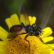 Attēlu rezultāti vaicājumam “Cylindromyia sp.”