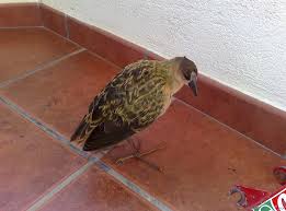 Image result for Porphyrio alleni