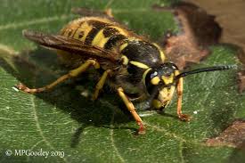 Attēlu rezultāti vaicājumam “Vespula germanica male”