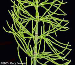 Attēlu rezultāti vaicājumam “Equisetum pratense”