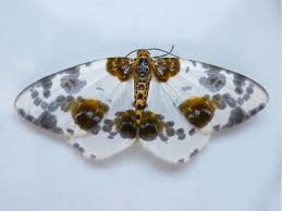 Attēlu rezultāti vaicājumam “Abraxas sylvata imago”