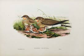 Image result for Glareola pratincola