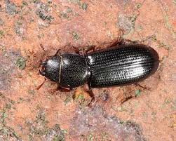 Attēlu rezultāti vaicājumam “Trogossitidae”