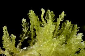 Attēlu rezultāti vaicājumam “Chiloscyphus”