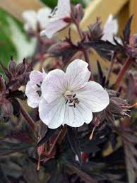 Attēlu rezultāti vaicājumam “Geranium pratense leaf”