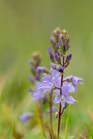 Attēlu rezultāti vaicājumam “Veronica officinalis”