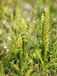 Attēlu rezultāti vaicājumam “Herminium monorchis fruit”