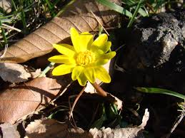 Attēlu rezultāti vaicājumam “Ficaria verna flower”