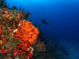 Image result for 243 Diving Club