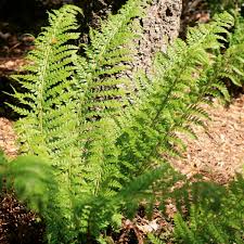 Attēlu rezultāti vaicājumam “Polystichum aculeatum”