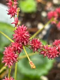 Attēlu rezultāti vaicājumam “Saxifraga cymbalaria fruit”