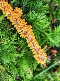 Attēlu rezultāti vaicājumam “Leocarpus fragilis spores”