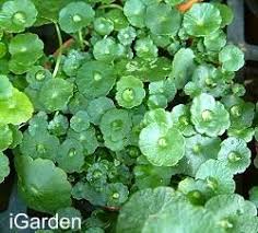 「銅錢草」的圖片搜尋結果