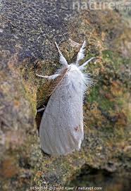 Attēlu rezultāti vaicājumam “Euproctis similis”