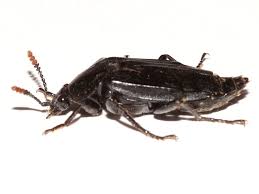 Attēlu rezultāti vaicājumam “Necrodes littoralis”