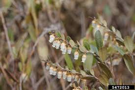 Attēlu rezultāti vaicājumam “Chamaedaphne calyculata”